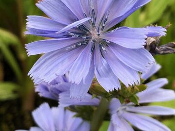 CHICORY
Love
Loyalty
Peace