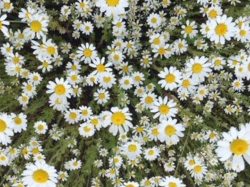CORN CHAMOMILE
Money
Healing
Protection
Cleaning