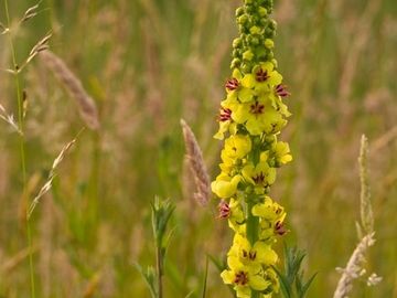 DARK MULLEIN
Protection
Courage
Love
Health