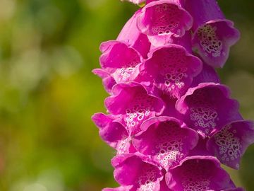 FOXGLOVE
Fae magic
Protection