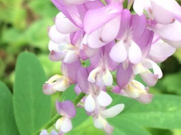 GOATS RUE
Health
Healing