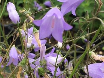 HAREBELL
Fae magic
Shapeshifting