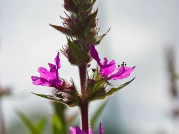 PURPLE LOOSESTRIFE
Peace 
Protection