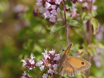 WILD MARJORAM
Love
Happiness
Protection
Health
Money