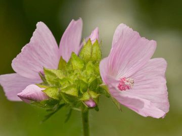MUSK MALLOW
Love
Protection