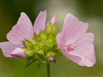 MUSK MALLOW
Love
Protection
