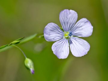 PALE FLAX
Money
Protection
Healing