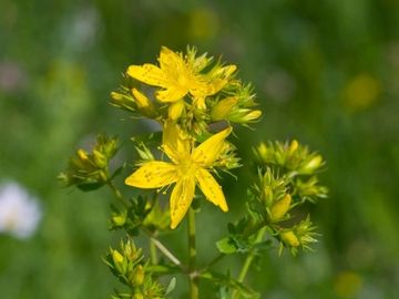 ST JOHNS WORT ( PERFORATORY)
Happiness
Health
Protection