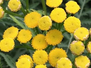 TANSY
Health
Cleansing
Protection