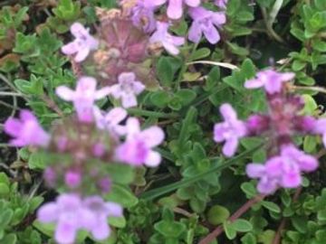 WILD THYME
Fae
Cleansing
Protection