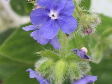 ALKANET
Cleansing
Prosperity