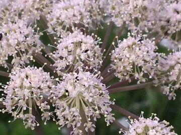 WILD ANGELICA
Projection
Hex breaking
Healing
Luck