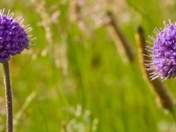 DEVILS BIT SCABIOUS
Protection
Exorcism
Luck