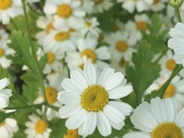 FEVERFEW
Health
Cleansing
Peace