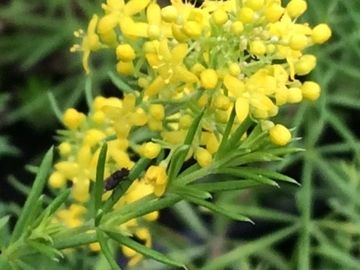 LADYS BEDSTRAW
Love