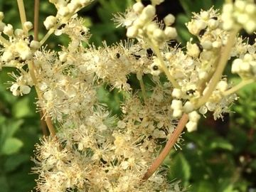 MEADOWSWEET
Happiness
Peace
Love