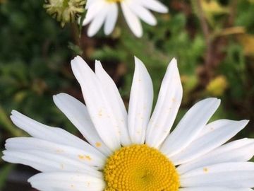 OXEYE DAISY
Fae magic
Love