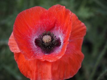 POPPY
Love 
Luck
Abundance
Sleep