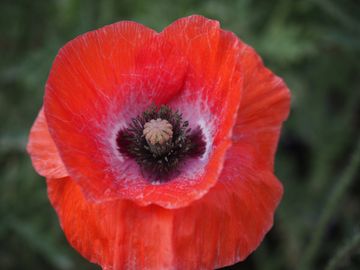 POPPY
Love 
Luck
Abundance
Sleep