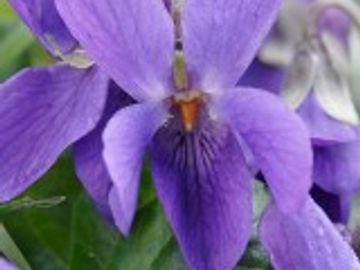 SWEET VIOLET
Love
Luck
Healing
Protection
Wishes