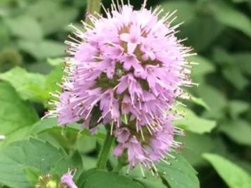 WATER MINT
Money
Healing
Cleansing
Travel
Protection