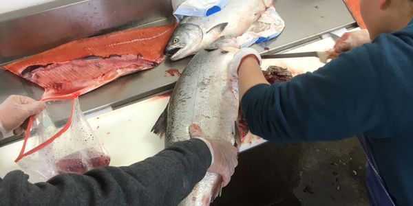 A woman cutting a big fish with the assistance of a colleague