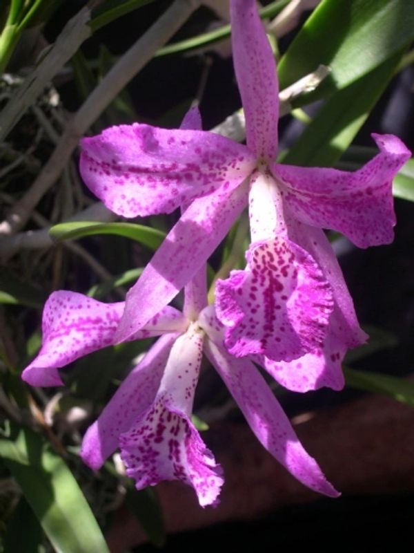 Blc. Mickey's Freckles