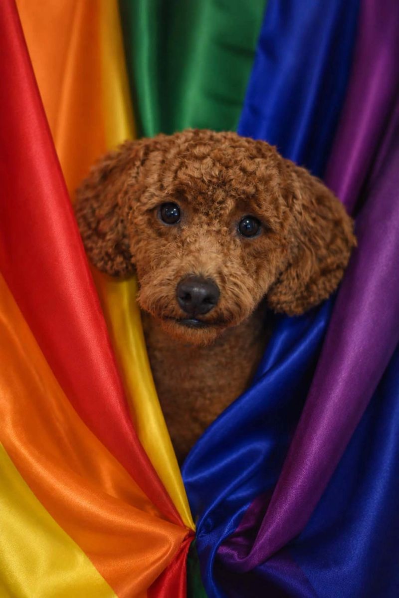 poodle.jpg