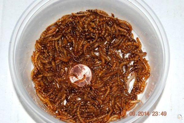 5000 SMALL SUPER WORMS