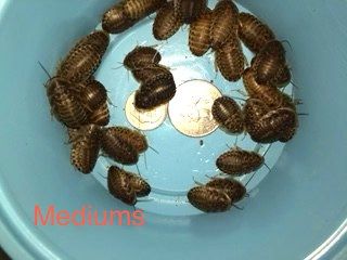 MEDIUM DUBIA 5/8 INCH TO 11/16 SORTED SIZE (CUPPED IN DELI-CUPS)