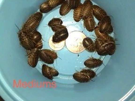 240 GRAMS MEDIUM 5/8-3/4 INCH DUBIA (APPROXIMATELY 1000 COUNT)