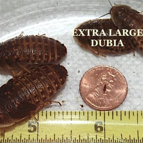 DUBIA BY THE 1/2 POUND MIXED LARGE TO EXTRA LARGE SIZE