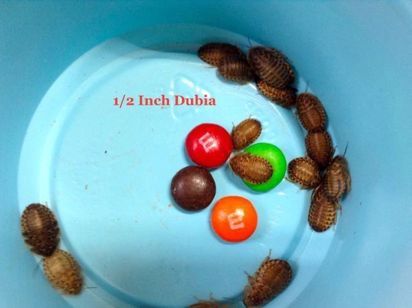 FLASH SALE 90 GRAMS APPROX. 1000 7/16- 1/2 INCH DUBIA