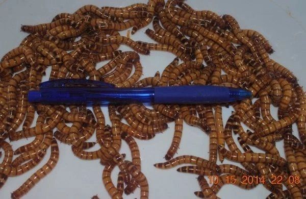 25 COUNT LARGE SUPERWORMS
