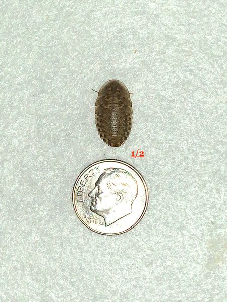 1000 COUNT SMALL 1/2 INCH DUBIA .085-.105