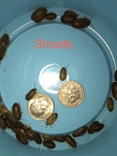 1000 1/4 - 3/8 INCH SMALL DUBIA SWG