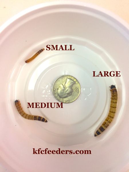 SUPER WORMS (SELECT SIZE)