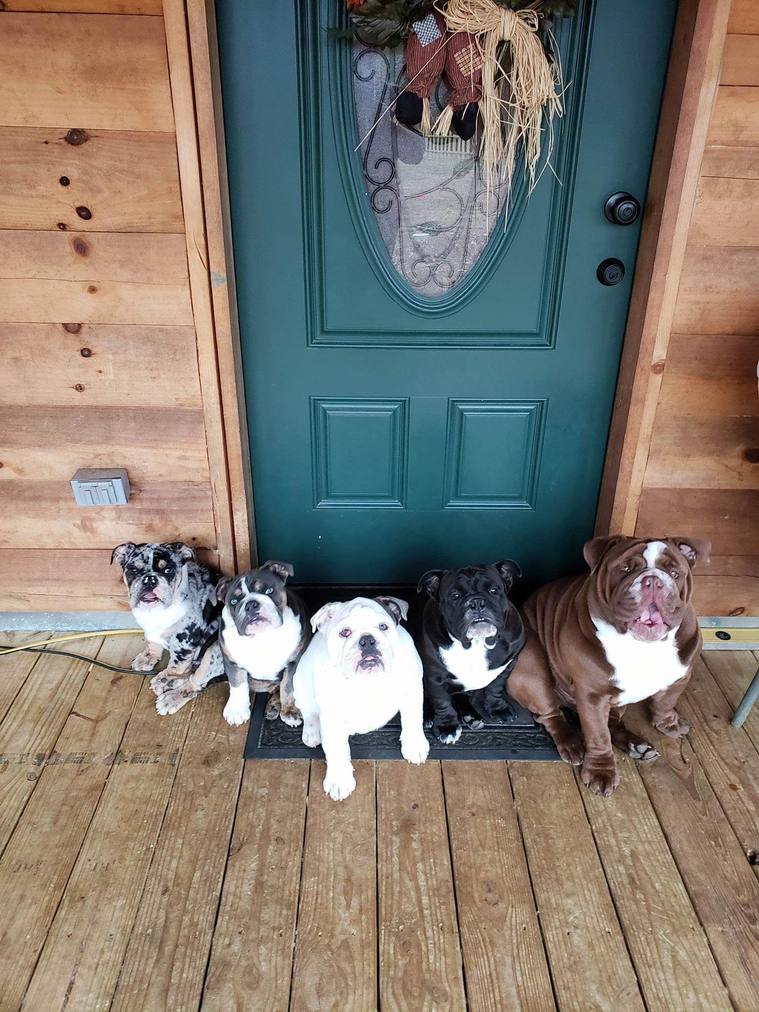English Bulldog Puppies For Sale In Va Under 500