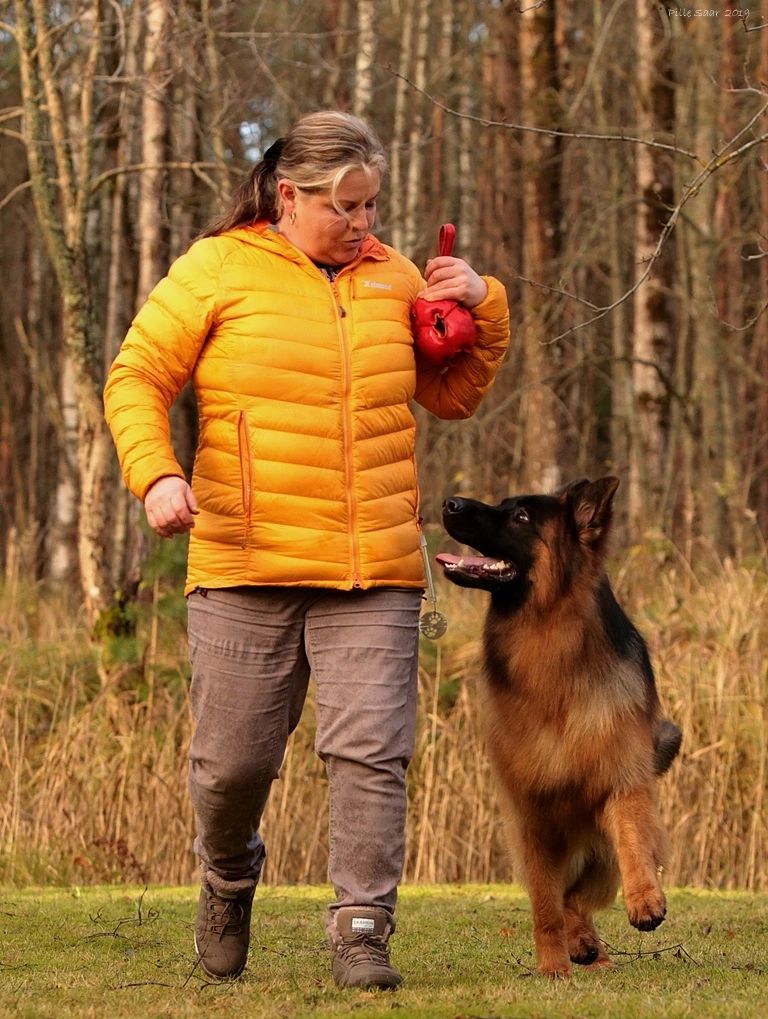 Centennial German Shepherds German Shepherd Puppies