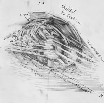 Skeletal structure of eye, proper function. Stefany Fisher, master artist