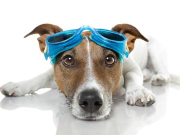 DOG WITH SWIM GOGGLES ON