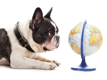 DOG LOOKING AT A GLOBE