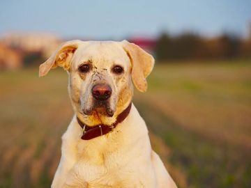 DOG WITH MUD ON HIS FACE