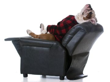 DOG SLEEPING IN A RECLINER