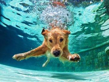 DOG SWIMMING UNDER WATER IN POOL