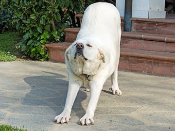 DOG STRETCHING OUTSIDE