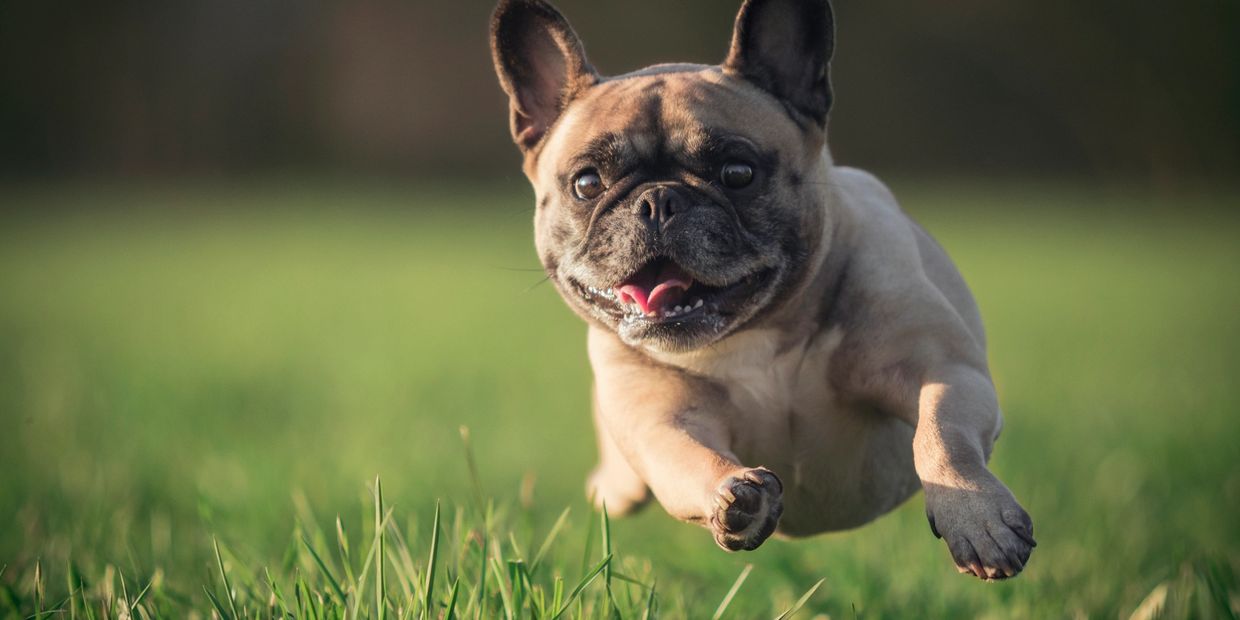 dog running in air 