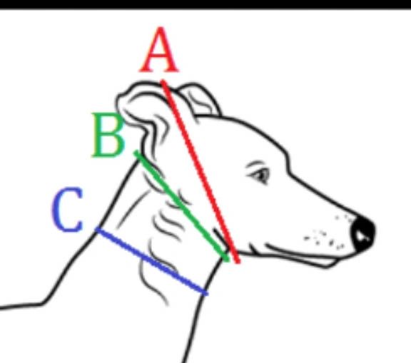 how do you measure a dog for a martingale collar