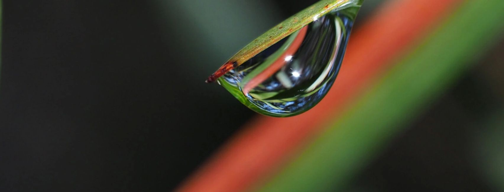 Photography Course 6-Macro Photography by Alwyns Photo School Melbourne