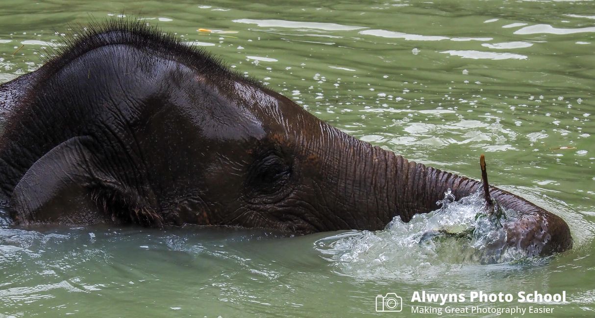 Photography Course 4-Wildlife Photography (Healesville Sanctuary) by Alwyns Photo School Melbourne